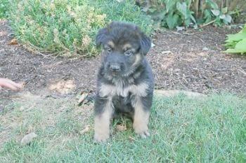 Puppies in PA